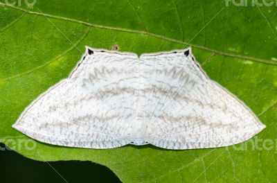 Micronia Aculeata white moth