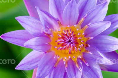 Close up top of Purple Lotus ( Nymphaea Nouchali )