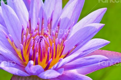 Close up pollen of purple lotus ( Nymphaea Nouchali )