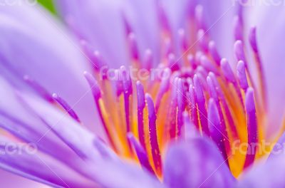 Macro pollen of purple lotus ( Nymphaea Nouchali )