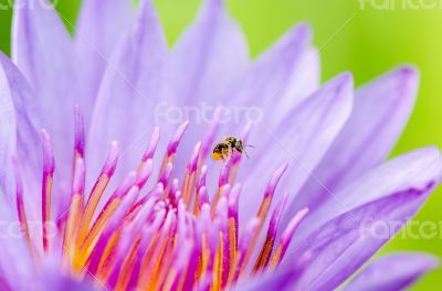 Macro insect and pollen of purple lotus ( Nymphaea Nouchali )