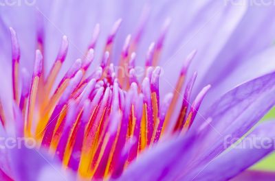 Macro pollen of purple lotus ( Nymphaea Nouchali )