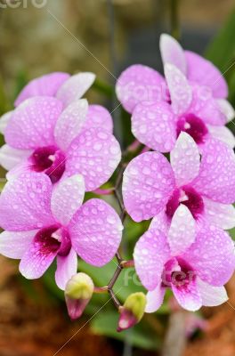 Dendrobium orchid hybrids is white and pink stripes