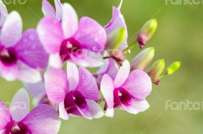 Dendrobium orchid hybrids is white and pink stripes