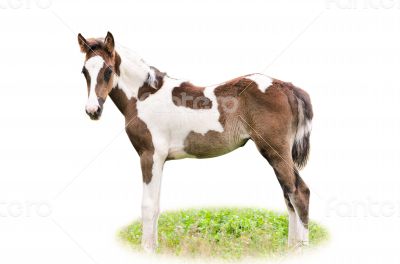 Brown and white foal isolated
