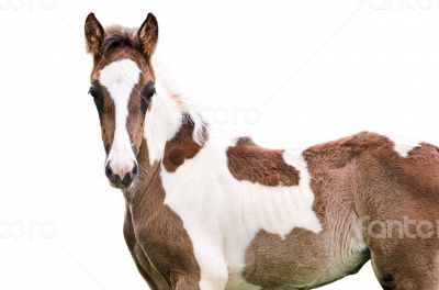 Brown and white horse isolated