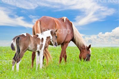 Brown white mare and foal with sky background