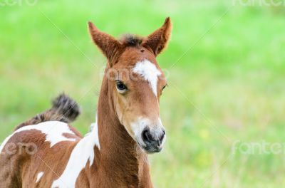 Close up foal with brown and white