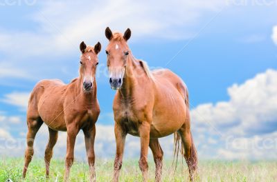 Brown horse and foal looking