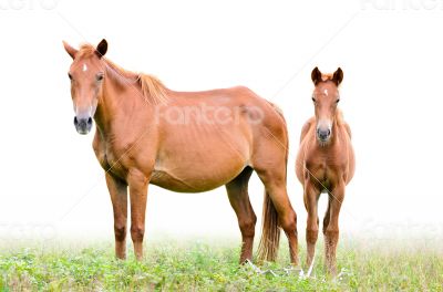 Brown mare and foal on white background