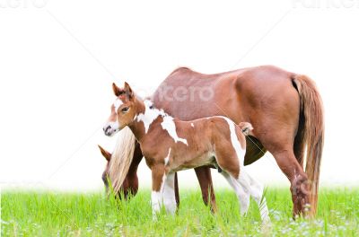 Mare and foal with brown white