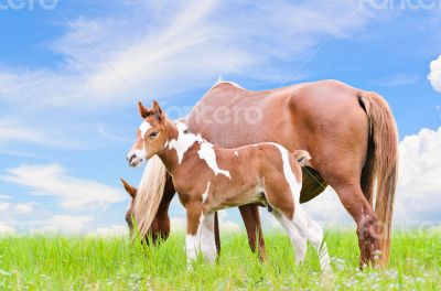 Mare and foal with brown white