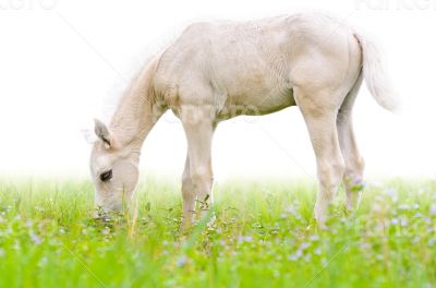Horse foal in grass isolated on white
