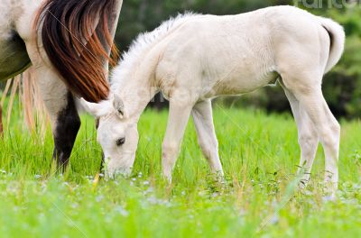 White foal graze near the mother