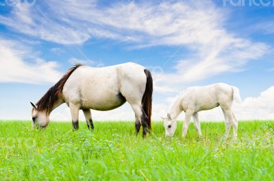 White horse mare and foal on sky background