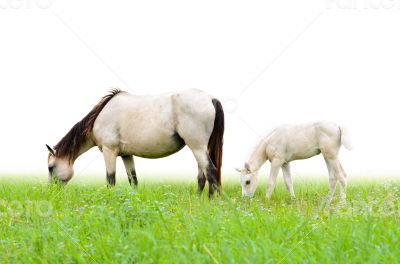 Horse mare and foal in grass on white background
