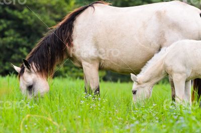 Black white Horse mare and foal in grass
