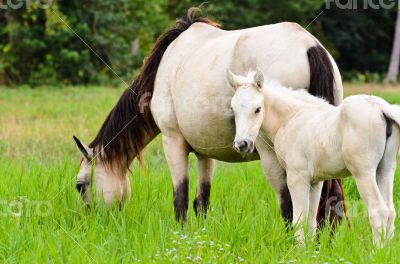 White horse mare and foal in a grass