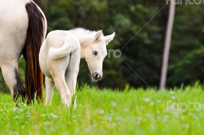 White horse foal in a green grass
