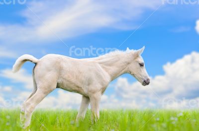 White horse foal in grass on sky background