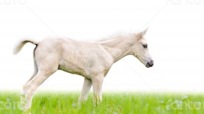 Horse foal in grass isolated on white
