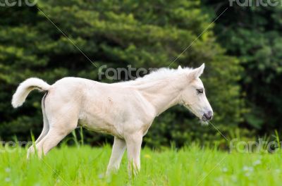White horse foal in green grass