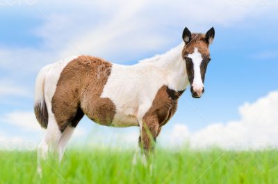 Young horses are brown on sky background