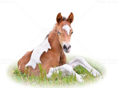 Horse foal resting in grass isolated on white
