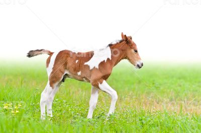 Horse foal walking in green grass
