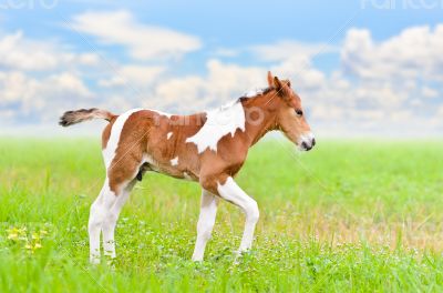 Horse foal walking in green grass