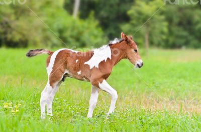 Horse foal walking in green grass
