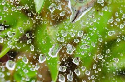 Dew drops on spider web in grass