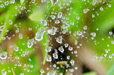 Dew drops on spider web in grass