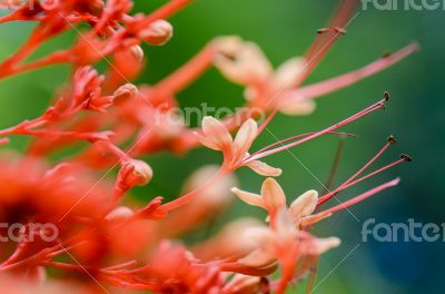 Clerodendrum Paniculatum or Pagoda Flower