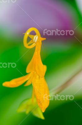 Flower of Globba winitii or Mauve Dancing Girl