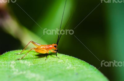Conocephalus Melas tiny red young Cricket