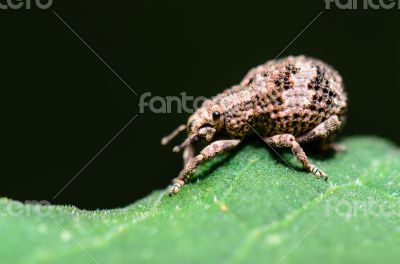 Macro Otiorhynchus Scaber or Weevil