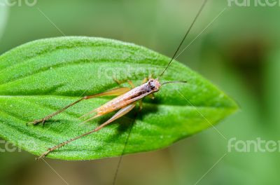 Brown Cricket (insect)