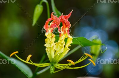 Gloriosa Superba or Climbing Lily flower