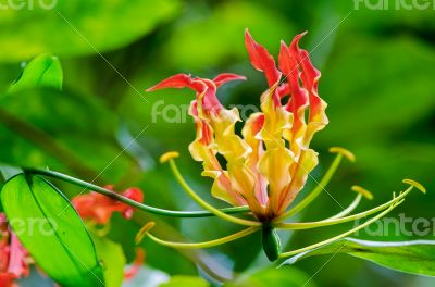 Gloriosa Superba or Climbing Lily flower