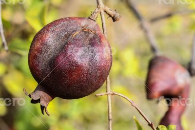 Pomegrante on Tree