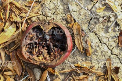 Pomegrante on Earth