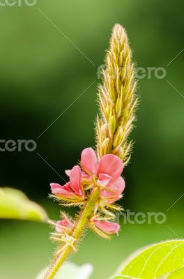 Small panicle of pink flower in meadow