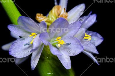 Purple flowers of Monochoria hastata (L.) Solms