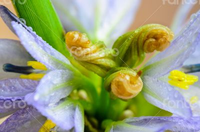 Buds purple flower of Monochoria hastata (L.) Solms