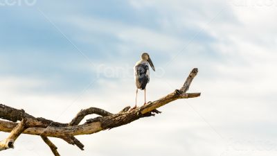 Asian Openbill (Anastomus oscitans) White bird standing alone