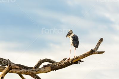 Asian Openbill (Anastomus oscitans) White bird standing alone