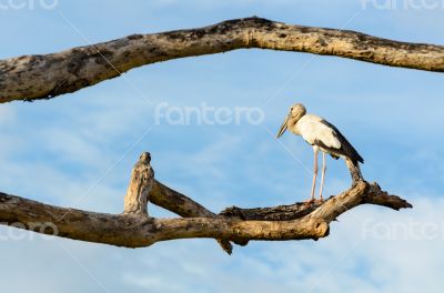Asian Openbill (Anastomus oscitans) White bird standing alone