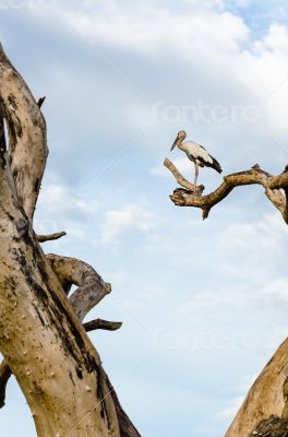 Asian Openbill (Anastomus oscitans) White bird standing alone