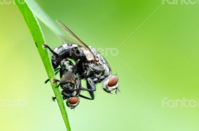 Flesh Fly mating